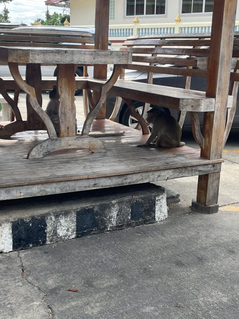 Makake am Wegrand zum Affentempel Wat Khao Takiab